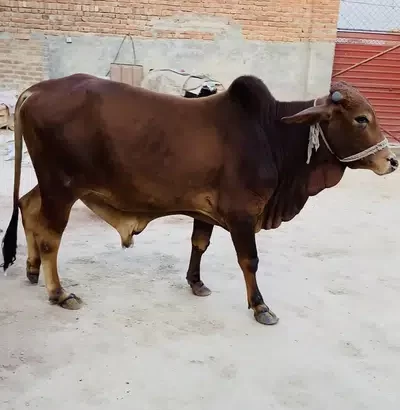 COW & BULL For Sell In Faisalabad