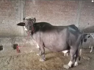 buffaloe sath kata sell in China Scheme, Lahore