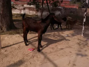 Dasi bakra halty for sell in Empress Road, Lahore