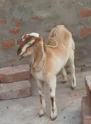 Goat ( Bakri) for sale in Hafizabad