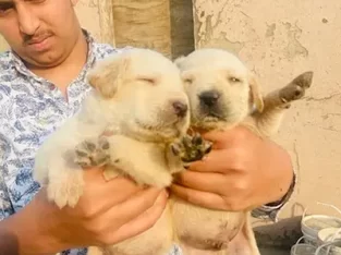 labrador puppies pair sell Gulshan-e-Ravi, Lahore