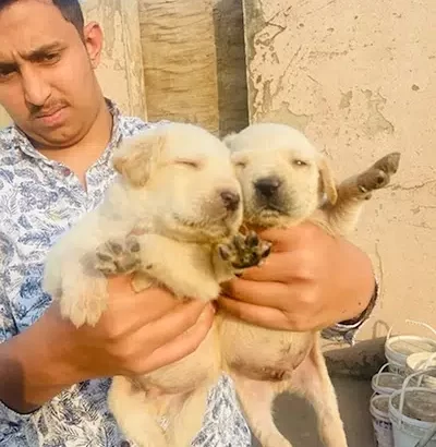 labrador puppies pair sell Gulshan-e-Ravi, Lahore