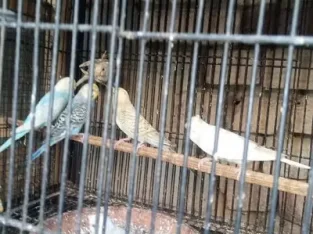 Australian parrot for sell in Faisalabad
