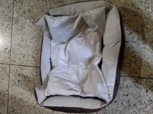 animal bed
