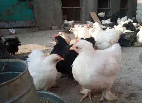 bentum chicks for sale in narowal