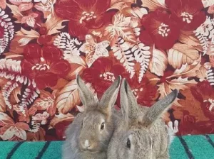 rabbit females for sale in Bhara kahu, Islamabad