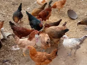 Egg laying Desi hens sell in Multan