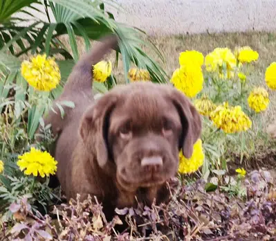 Chocolate Labrador puppy sell Taramrri, Islamabad