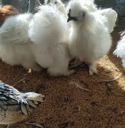 white Silkie breeder only Males IJP Road, Islamaba