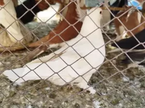 White King Male pigeon sell in Khanewal