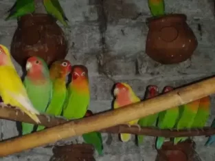 Love bird adult breeder piar (Parrot) in Muridike