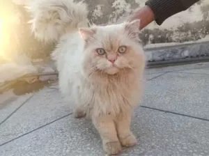 Persian Cat Male Triple coated blue eyes