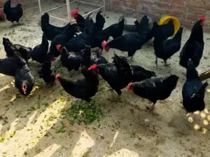 Breader Australorp hens sell in Khanewal