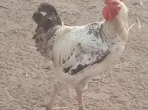 Light sosk hen for sale in Khanewal