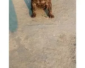 khatha dog for sell in Dina