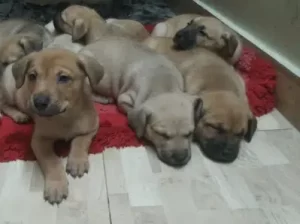 Pitbull Puppies for sell Bahria Enclave, Islamabad