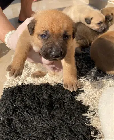 Pitbull Puppies for sell Bahria Enclave, Islamabad