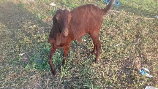 Goats for sale in Gujranwala