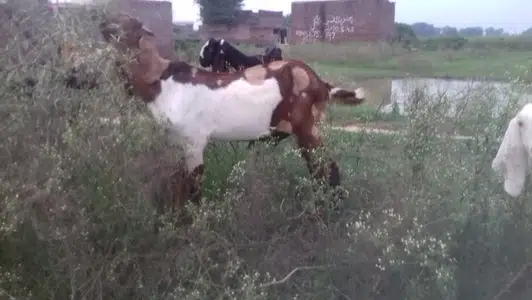 Goats for sale in Gujranwala