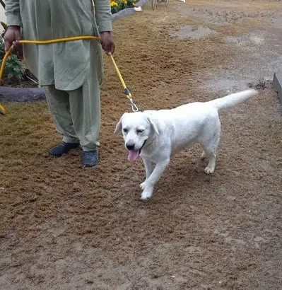white male labrador for sale in Sialkot