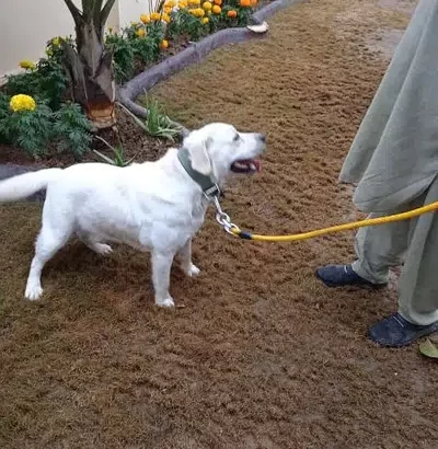 white male labrador for sale in Sialkot
