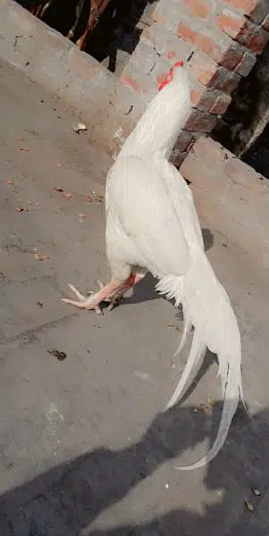 white Aseel for sale in Gujranwala