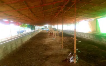 Dairy and Cattle Farm for Sale )