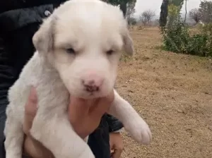 Russian puppy sell in Islamabad Expressway,