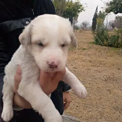 Russian puppy sell in Islamabad Expressway,