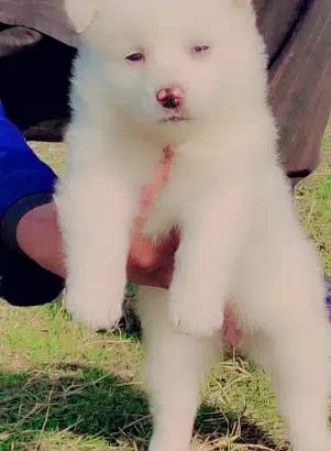 Russian puppy For Sale in Islamabad