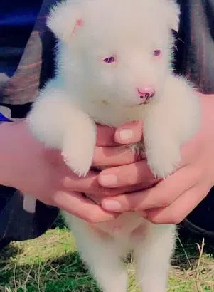 Russian puppy For Sale in Islamabad