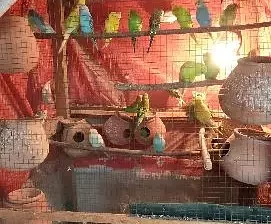 Australian parrots for sell in Gojra