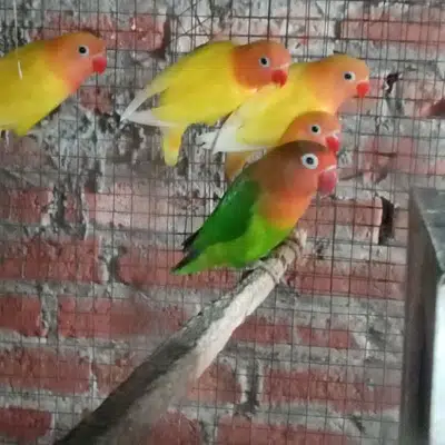 Latino Parrots for sale in Gujranwala