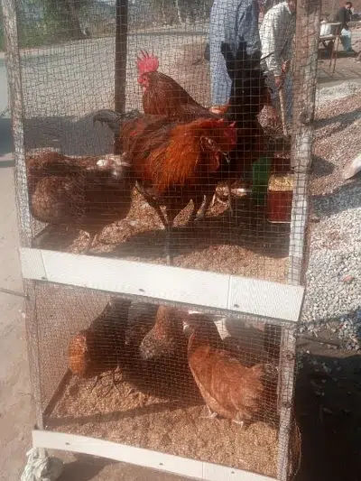 Golden mishri Hen for sale in Daska
