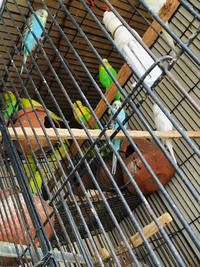 Australian parrots for sale in Gujranwala