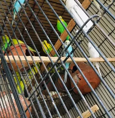 Australian parrots for sale in Gujranwala