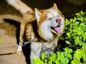 Husky Dog For sale in Chakwal