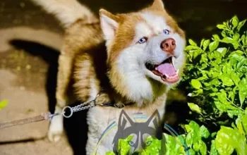 Husky Dog For sale in Chakwal