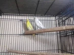 Red eyes Parrot for sale in Daska