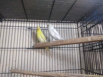 Red eyes Parrot for sale in Daska