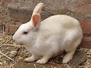 Rabbits for sale in Narowal