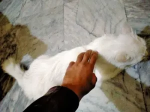 Persian cat for sale in Sialkot