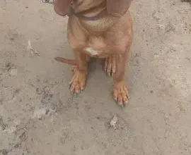 panter Dog for sale in Gojra