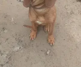 panter Dog for sale in Gojra