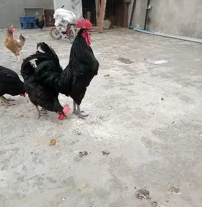 Australorp hen for sale in Gujranwala