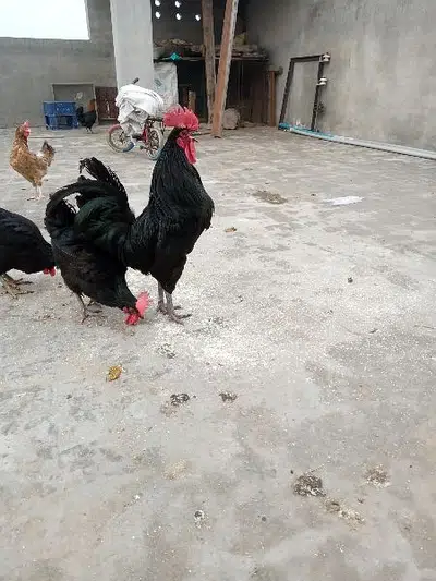 Australorp hen for sale in Gujranwala