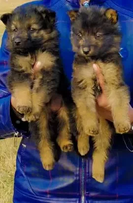 German Shepherd female puppies sell in Islamabad