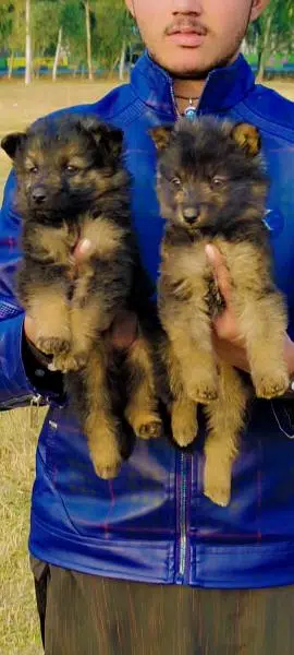 German Shepherd female puppies sell in Islamabad