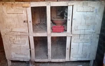 cage for sell in Faisalabad