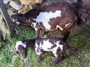 Desi Goat with 2 Bachay for sell in Sialkot